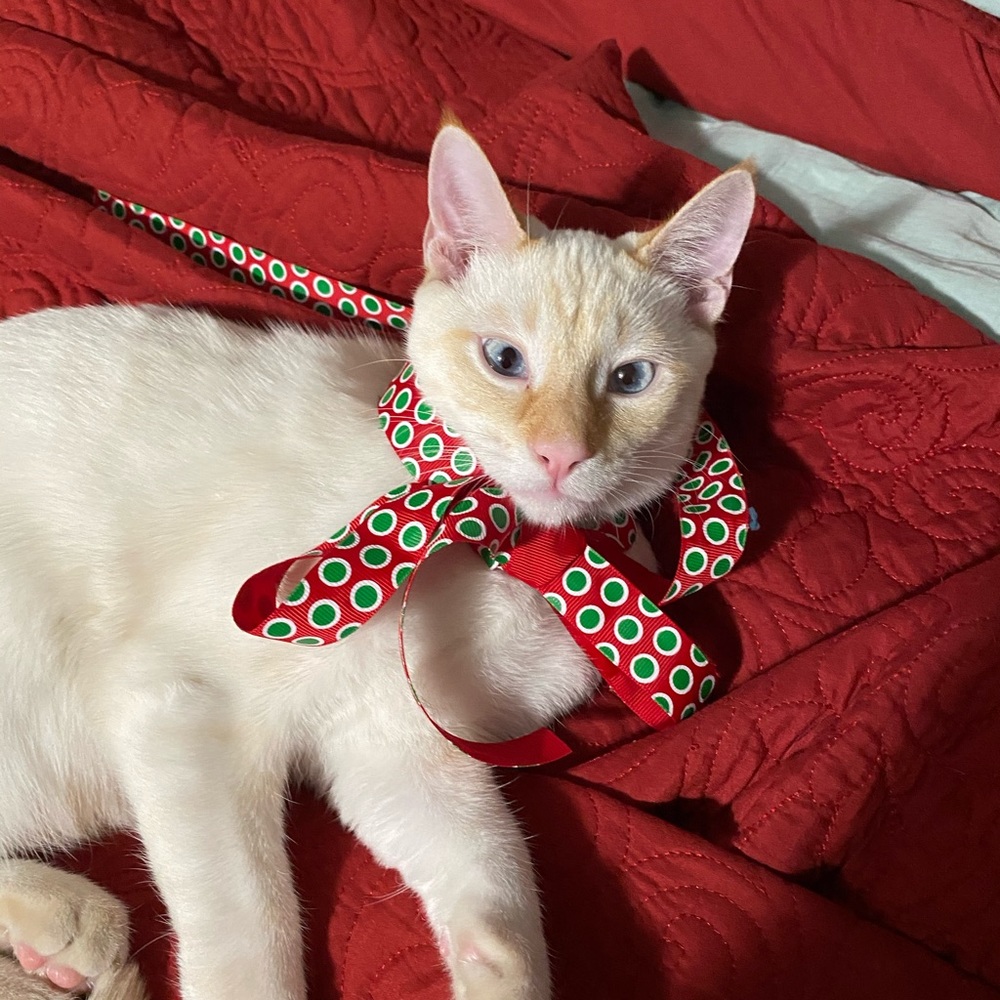 Meet Fireball